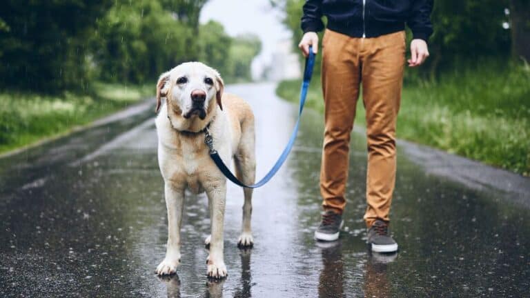 Common Mistakes Most New Dog Owners Make