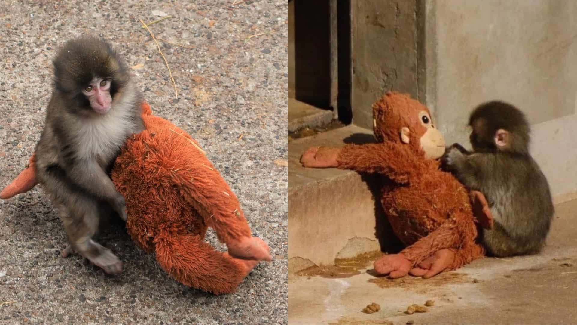 Adorable baby monkey hugging a stuffed orangutan toy.