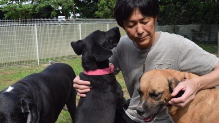 Hirotaka Saito with some of his shelter dogs