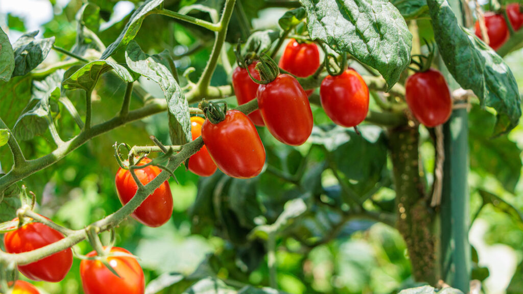 Cherry tomatoes