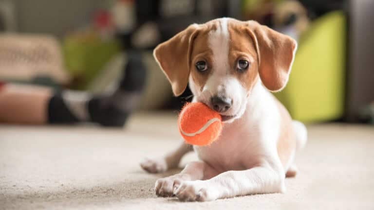 Cute little dog