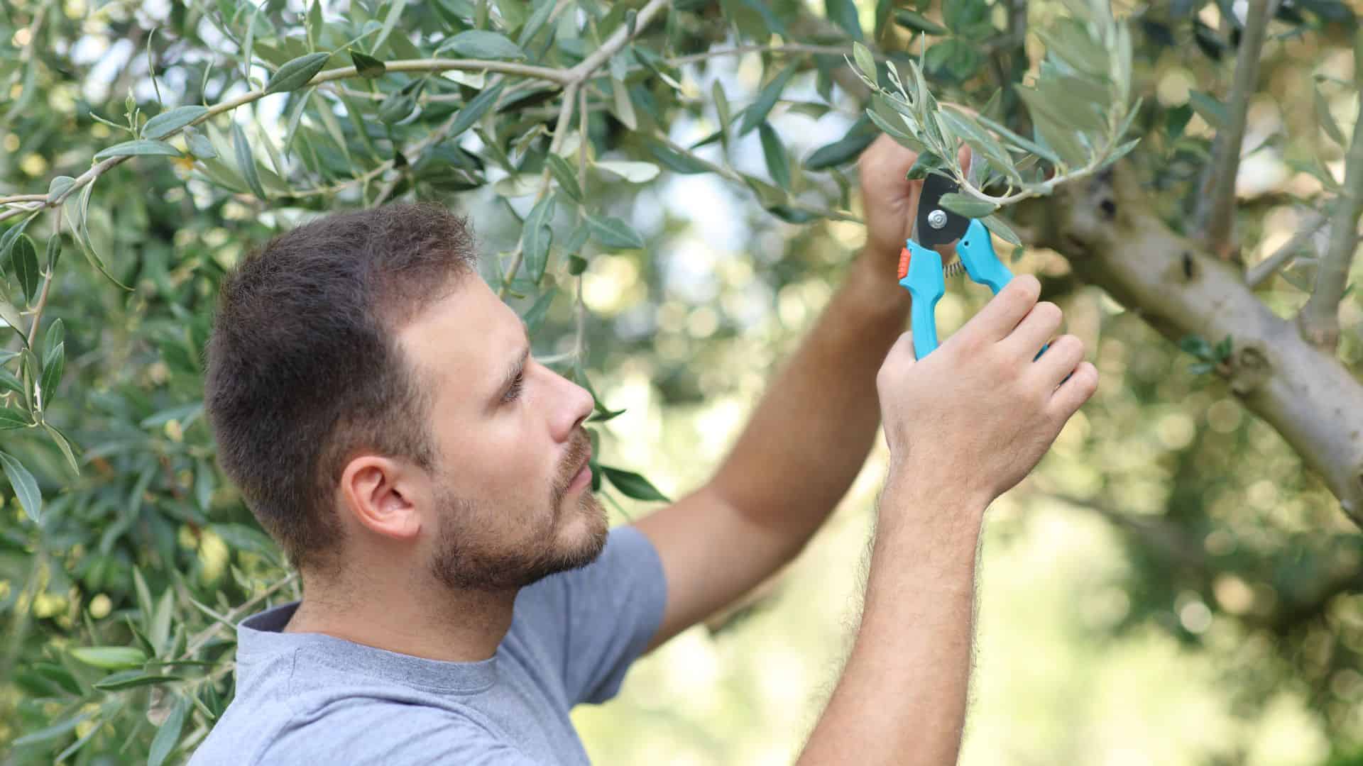 Man cutting tree branches