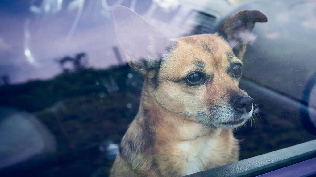 Dog locked in a car