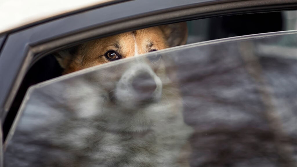 Dog locked in a car